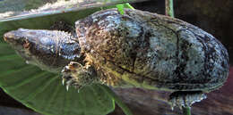 Image of Common Musk Turtle