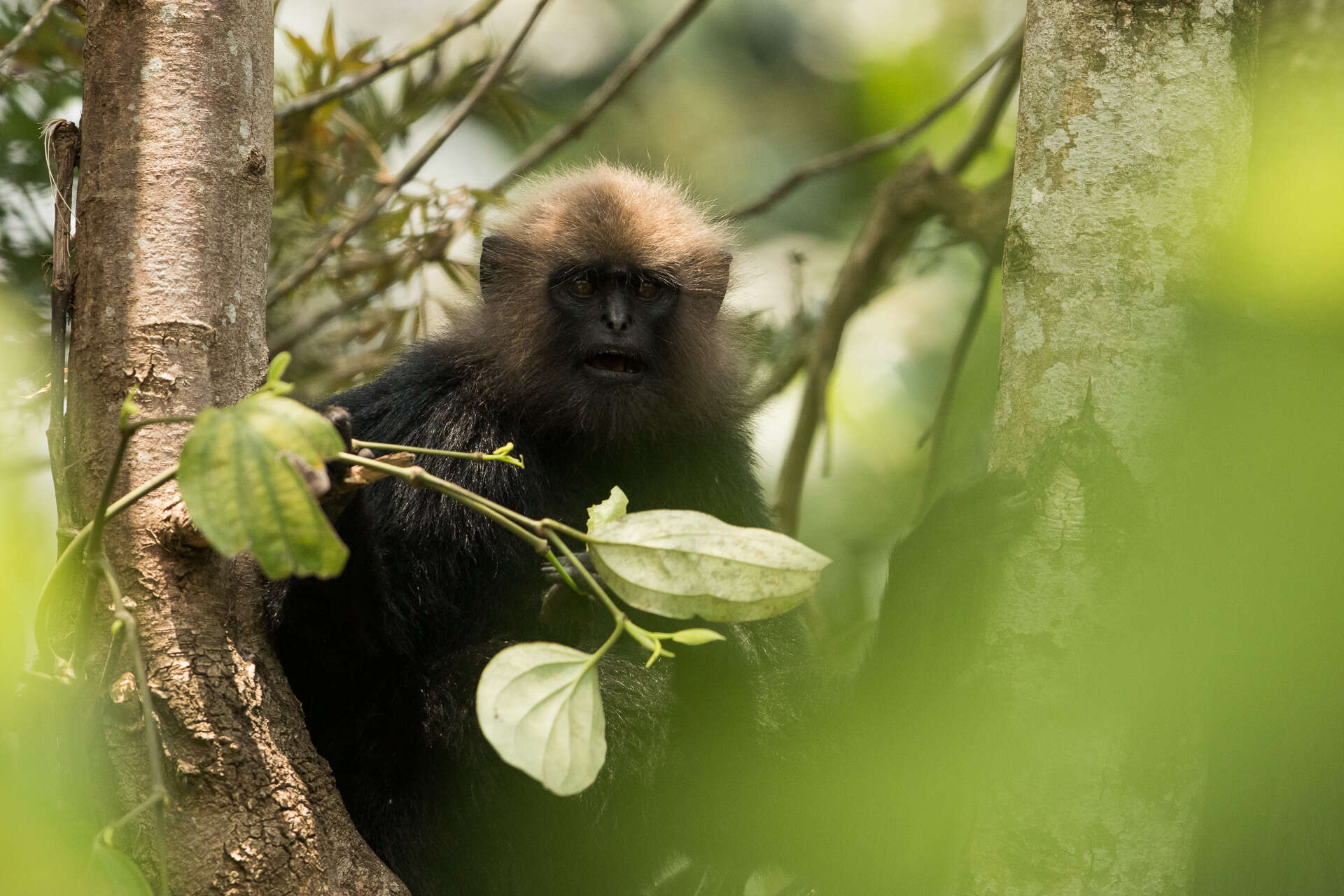 Image of Black Leaf Monkey