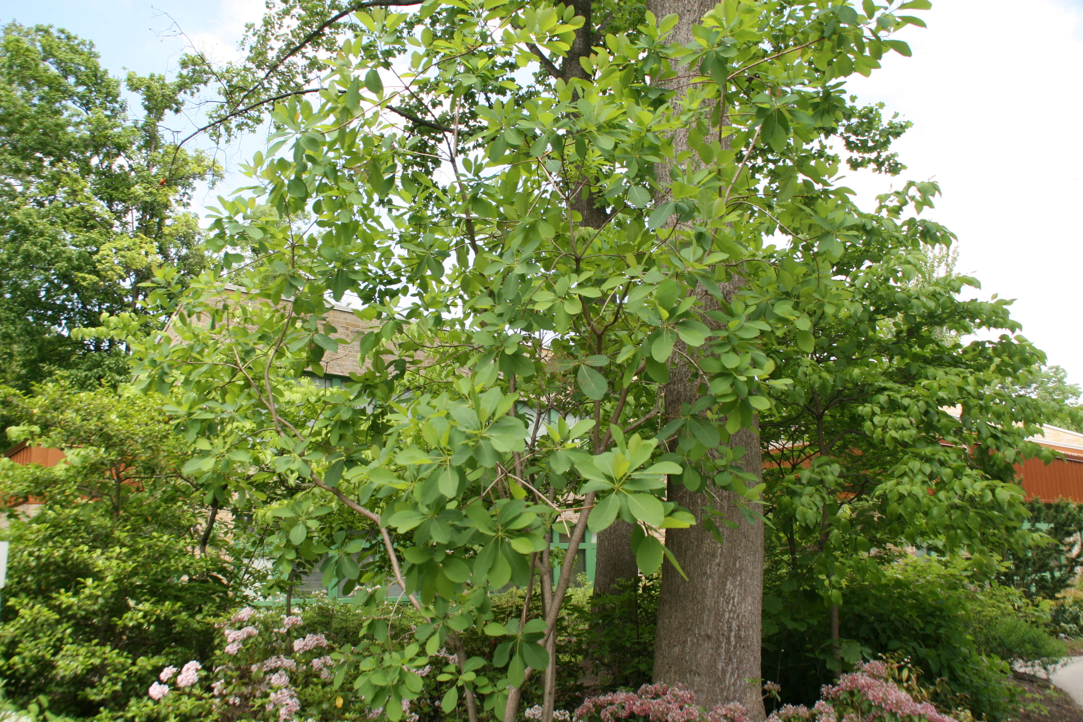 Image of American smoketree