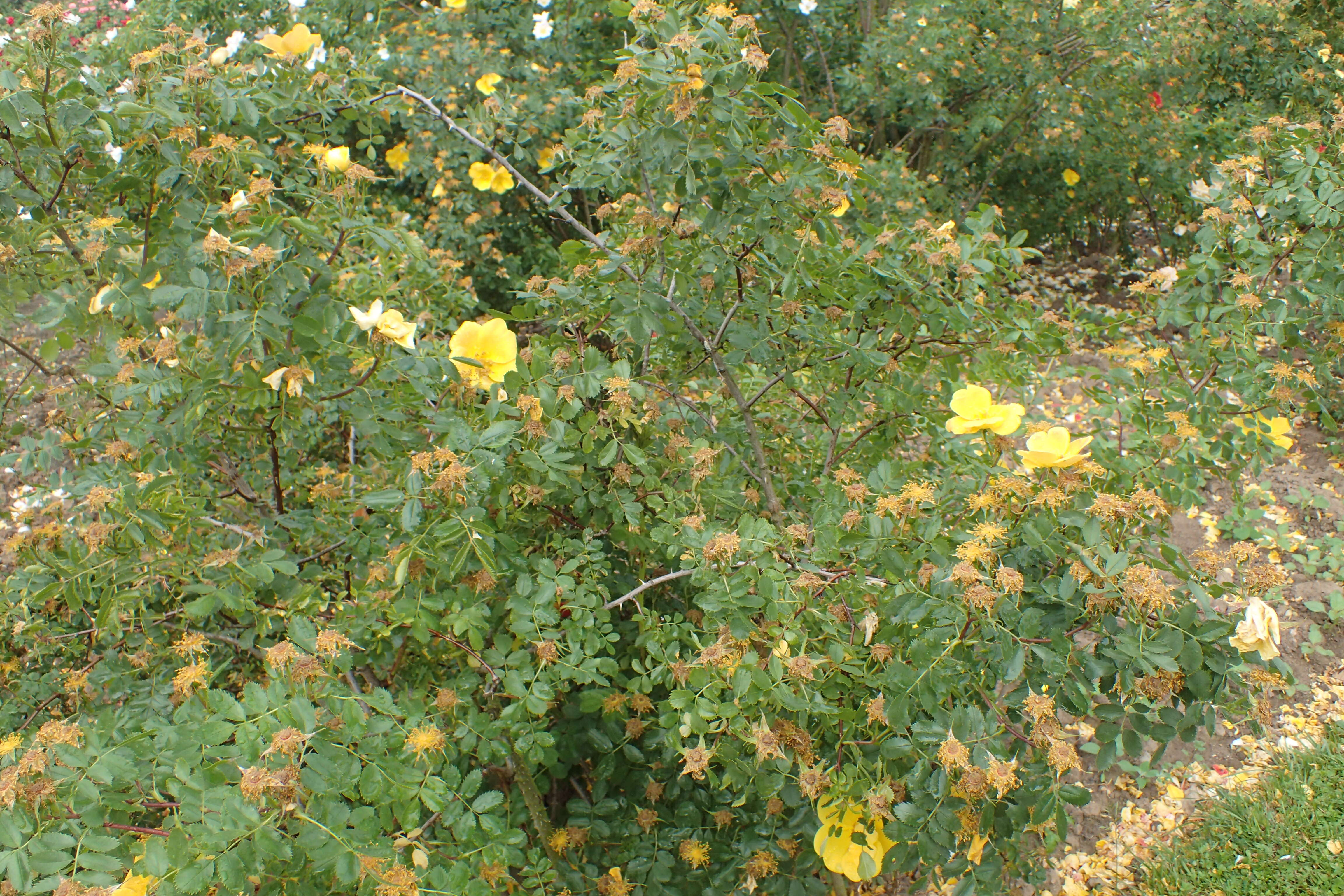 Imagem de Rosa foetida J. Herrm.