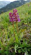 Image of fragrant orchid