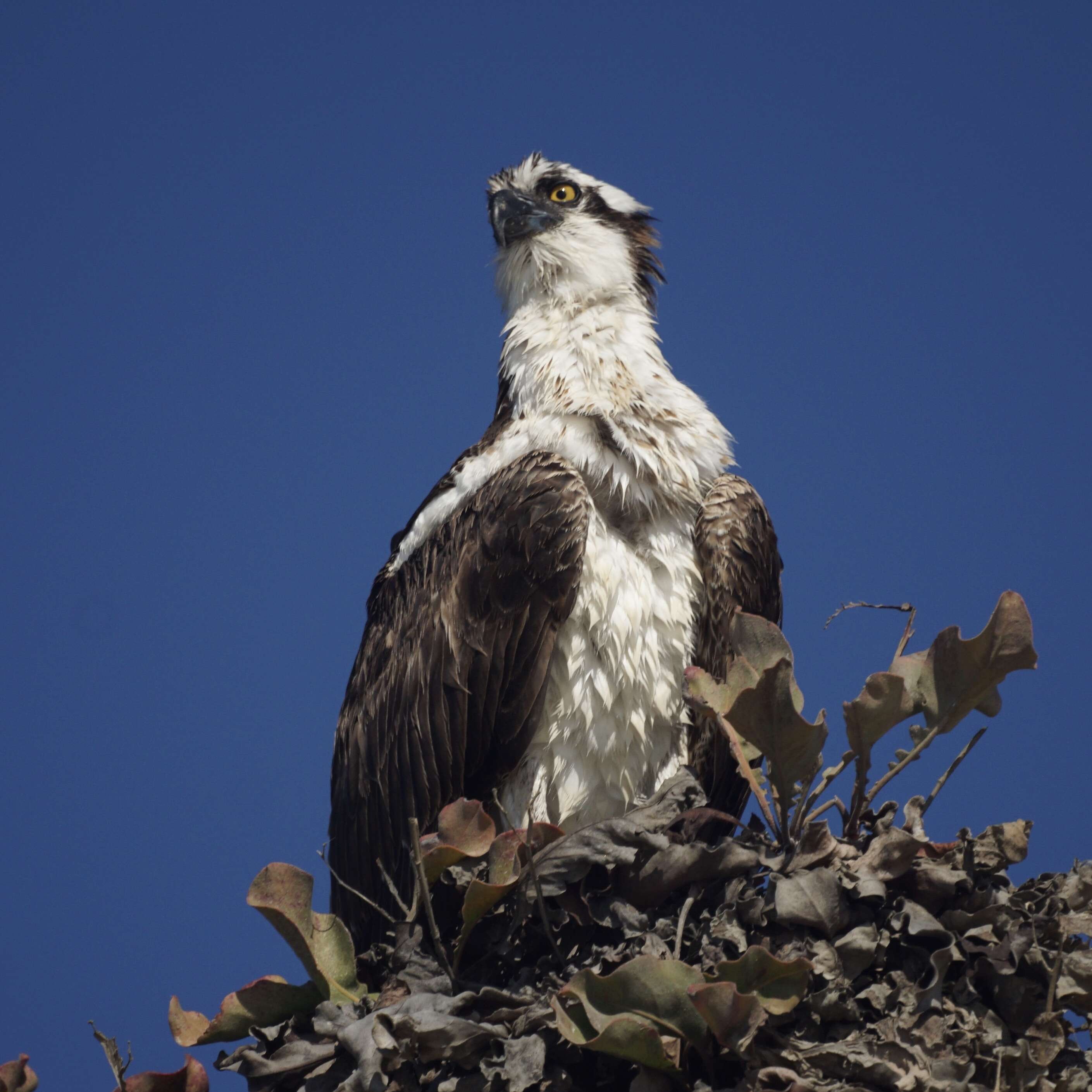 Image of ospreys