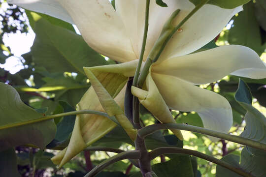 Image of Big-Leaf Magnolia