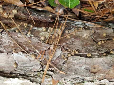 Image of Lycogala epidendrum