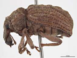 Image of Premnotrypes