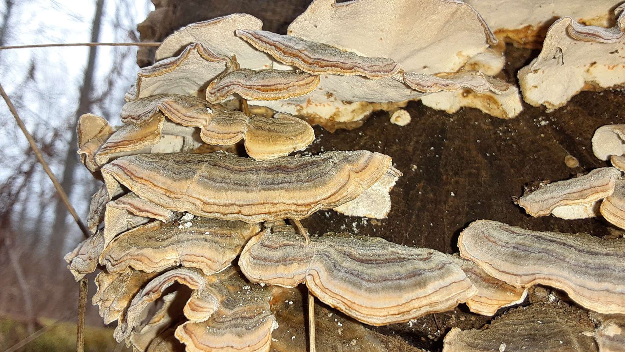 Image of Turkey Tail