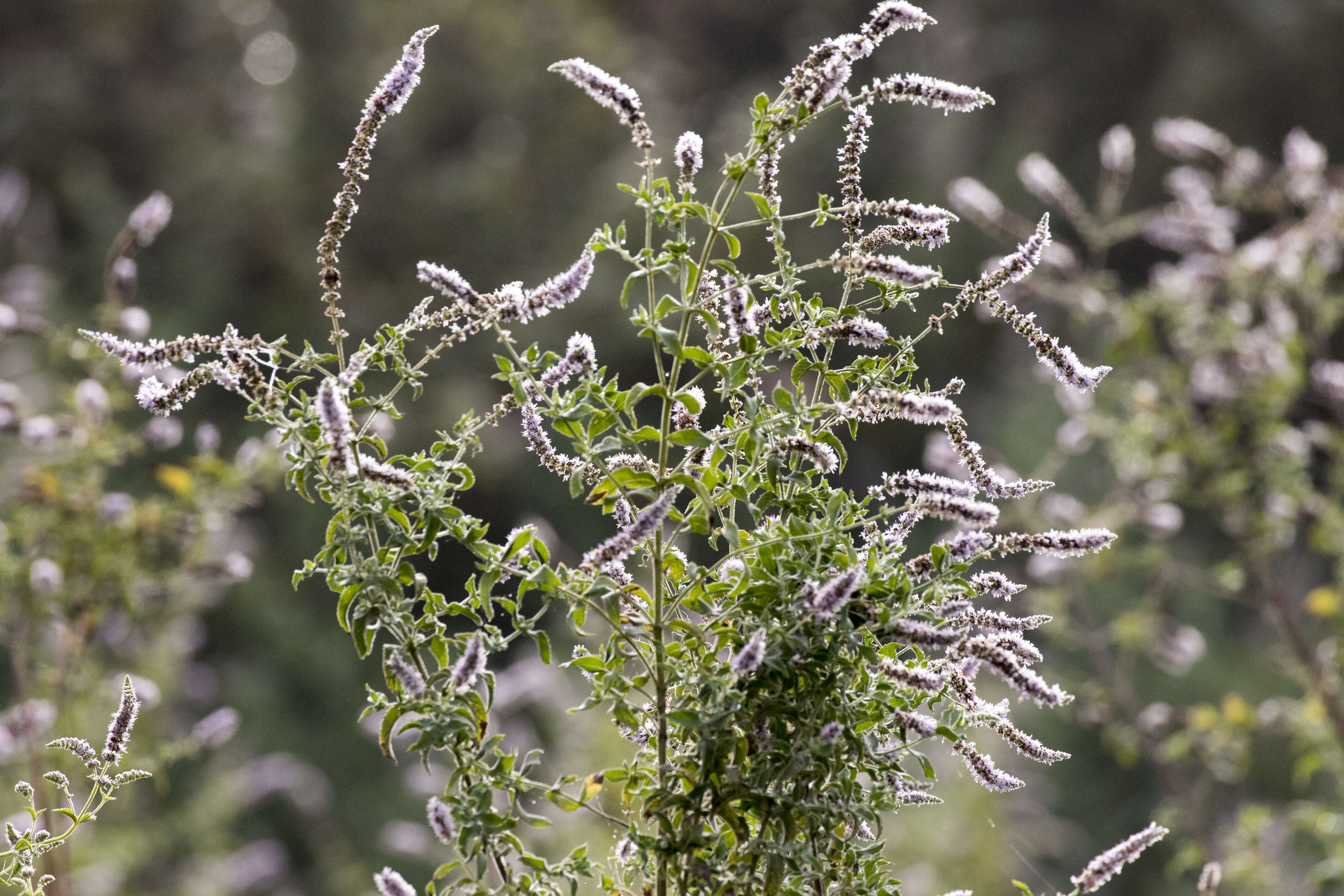 Imagem de Mentha longifolia (L.) Huds.