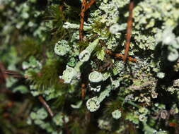 Слика од Cladonia digitata (L.) Hoffm.