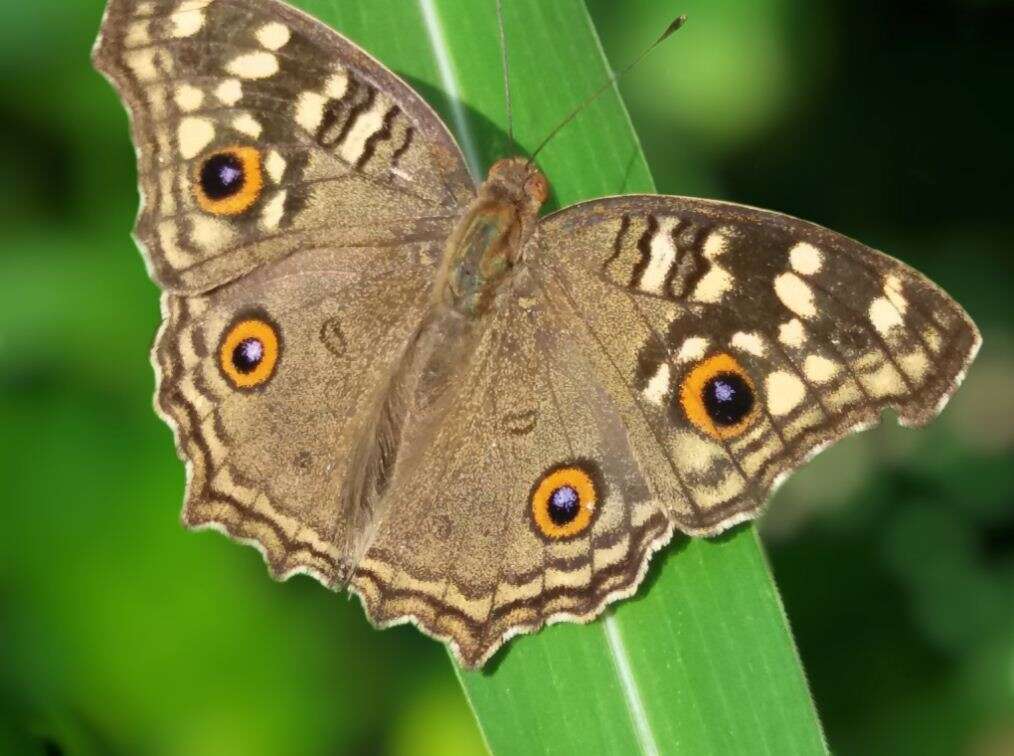 Image of Junonia lemonias Linnaeus 1758