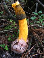 Image of Phallus aurantiacus