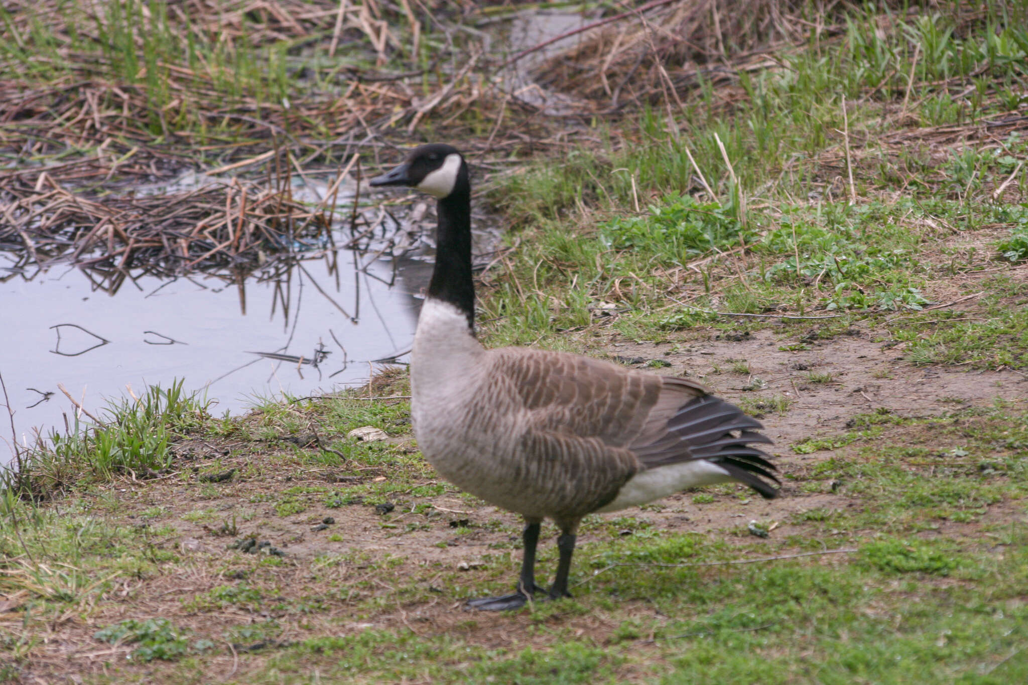 Image of Hawaiian goose