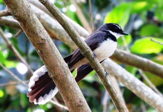 Image of Philippine Pied Fantail