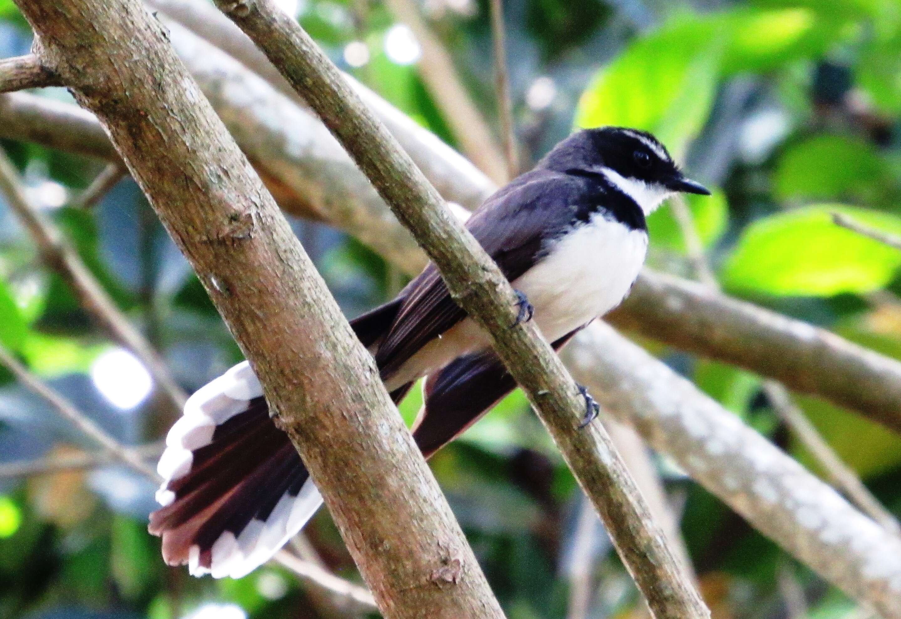 Image of Philippine Pied Fantail