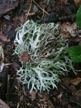 Image of ring lichen