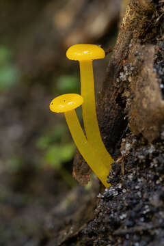 Image de Hygrocybe chromolimonea (G. Stev.) T. W. May & A. E. Wood 1995