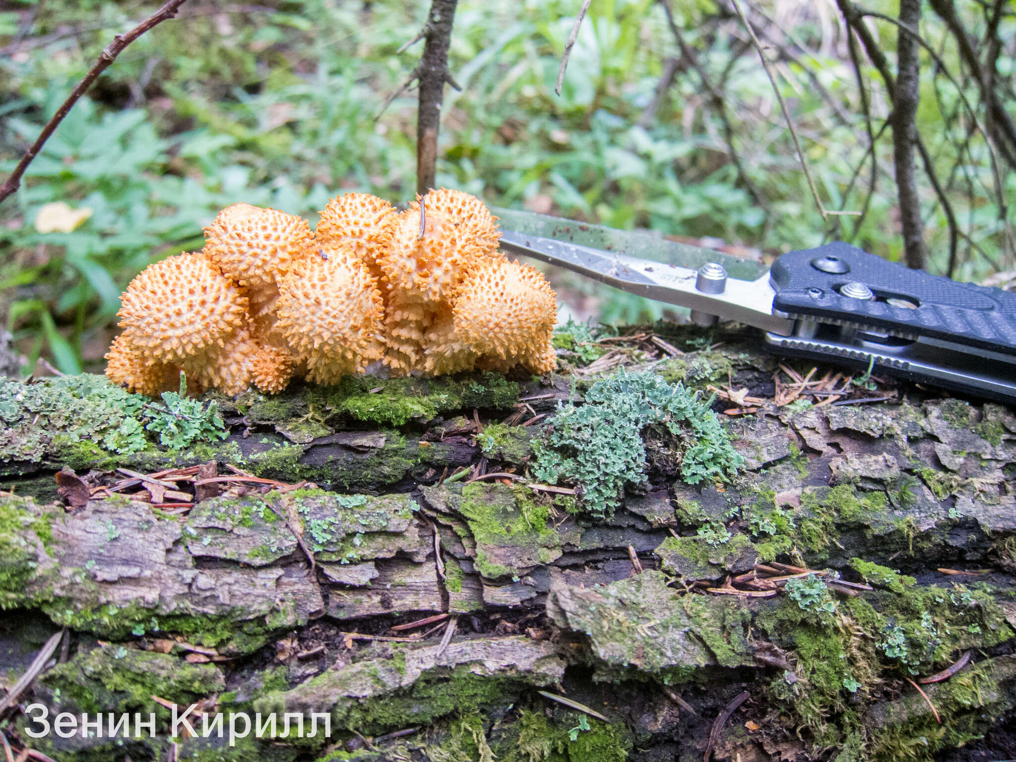 Pholiota squarrosa (Vahl) P. Kumm. 1871 resmi