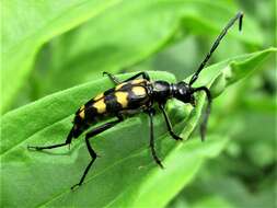 Image of Leptura quadrifasciata Linné 1758