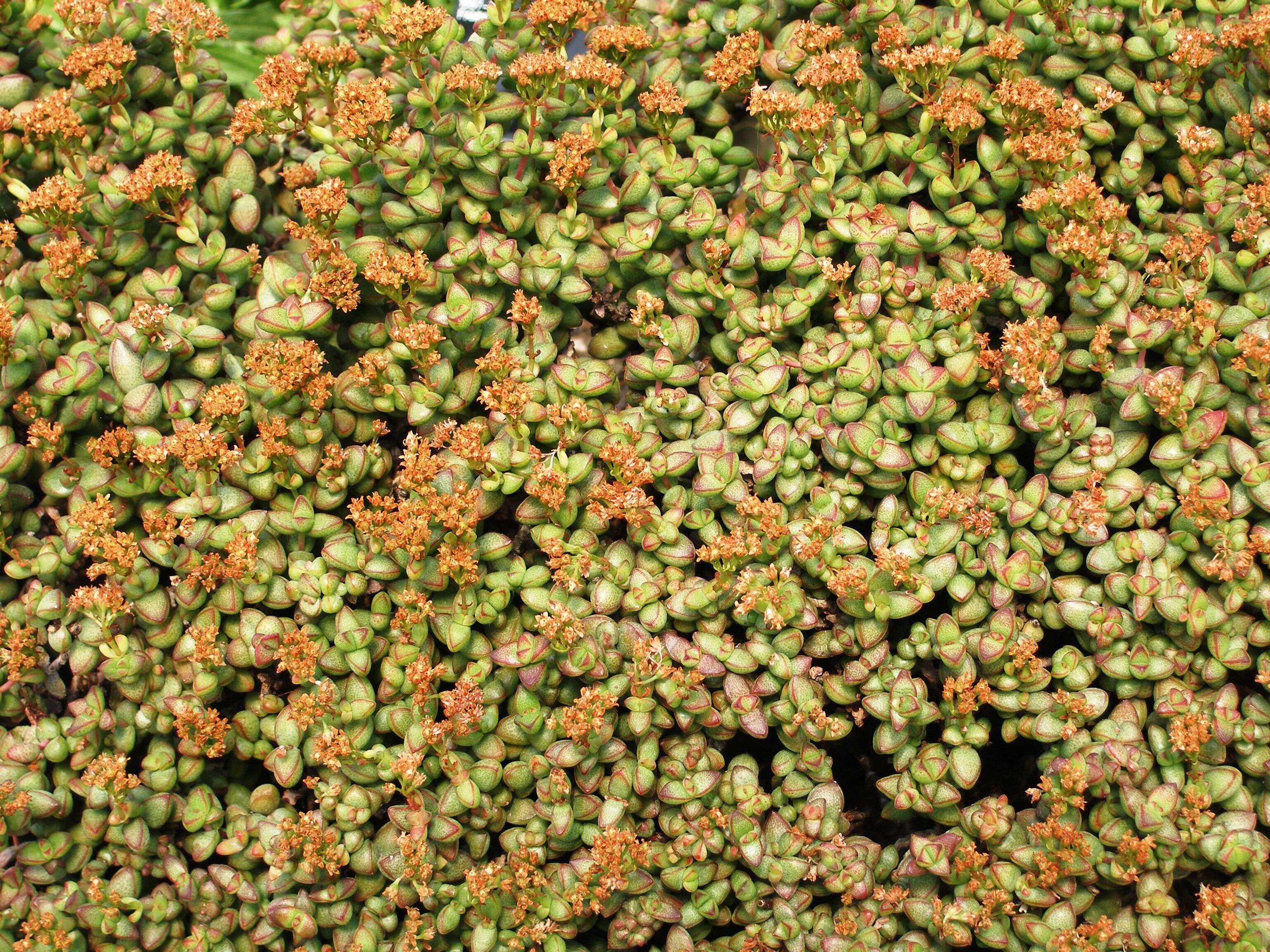 Image of Concertina plant