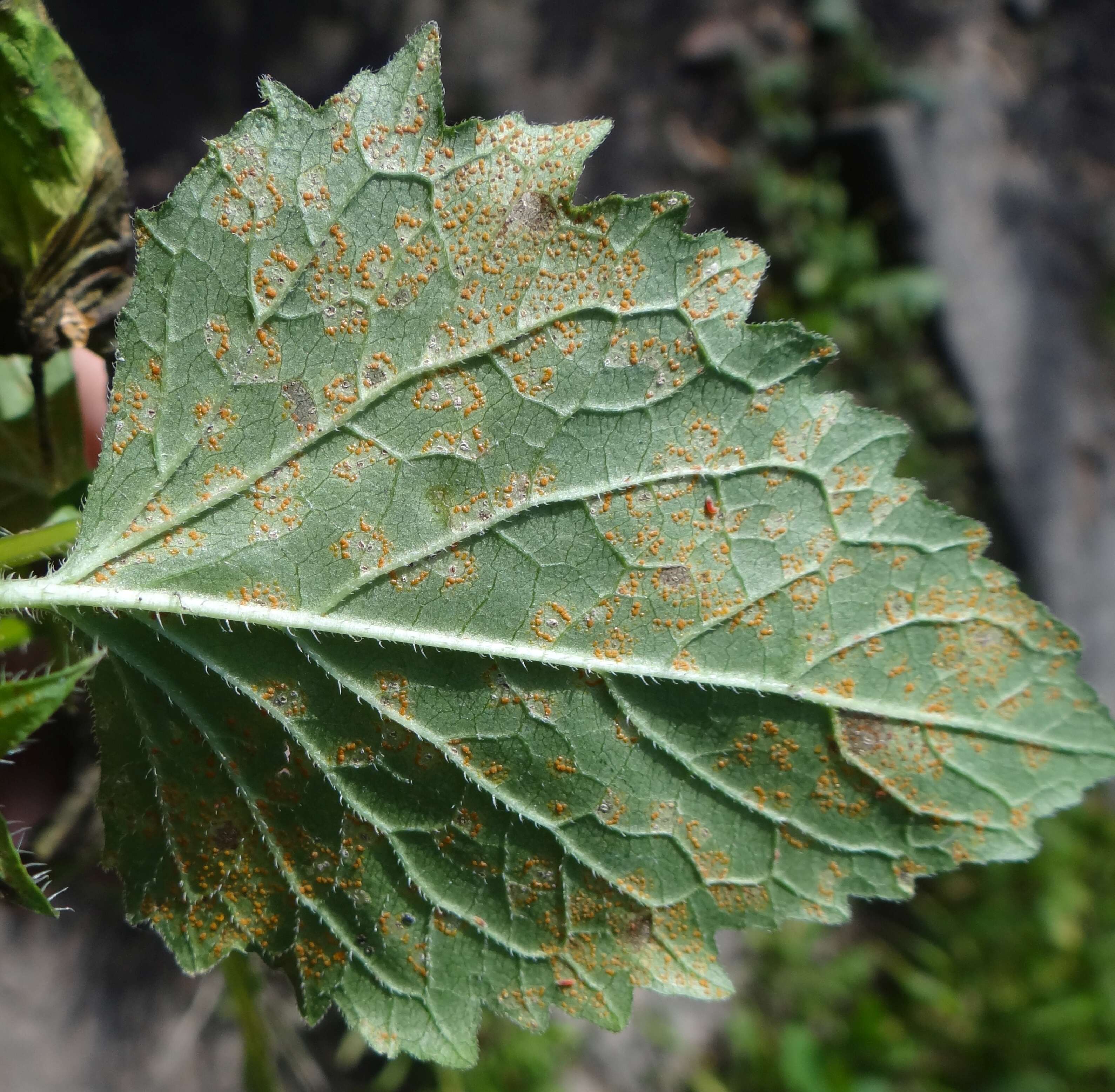 Imagem de Puccinia campanulae Carmich. 1836