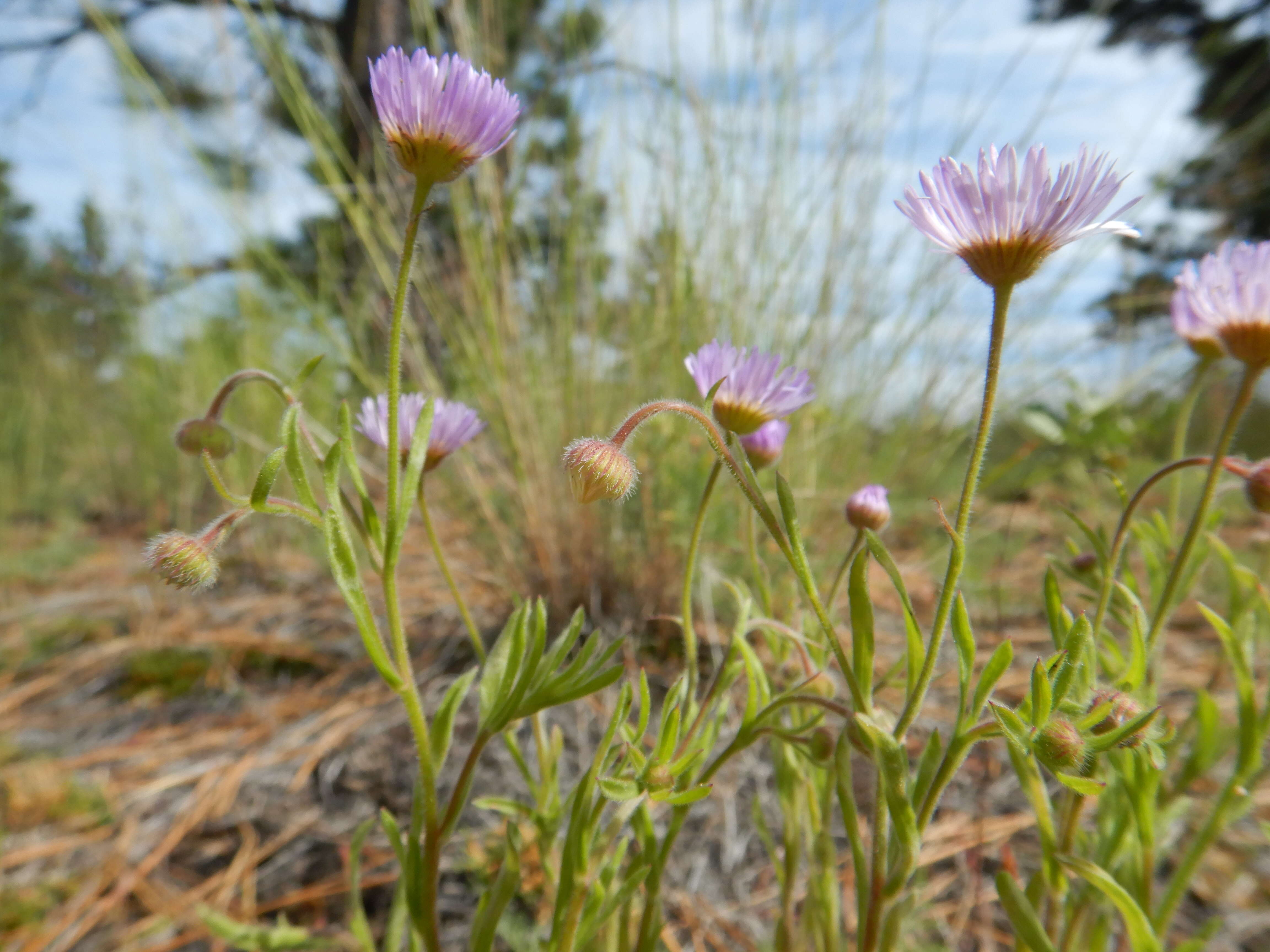 Image of shaggy fleabane