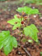 Image of skunk currant