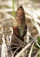 Image of Great Horsetail