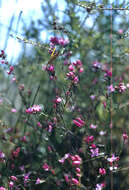 Image de Boronia nematophylla F. Müll.