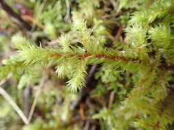 Image of Electrified Cat's Tail Moss