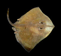 Image of Blonde Ray