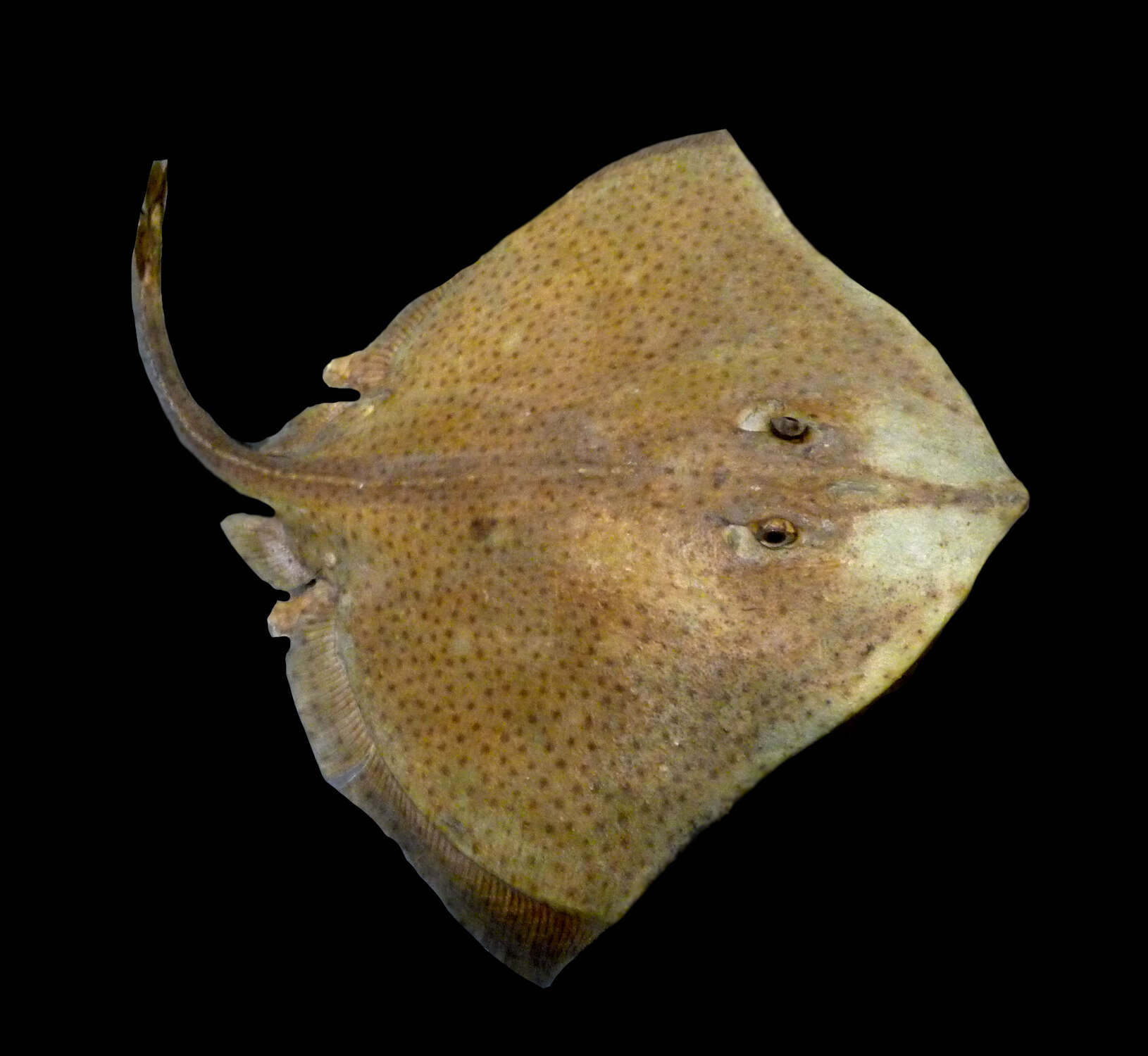 Image of Blonde Ray