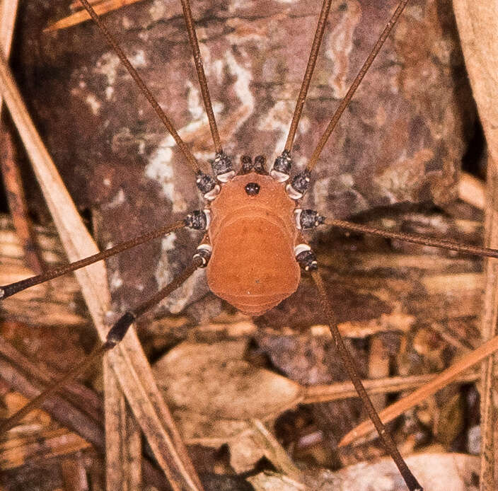 Image of Leiobunum verrucosum (Wood 1868)