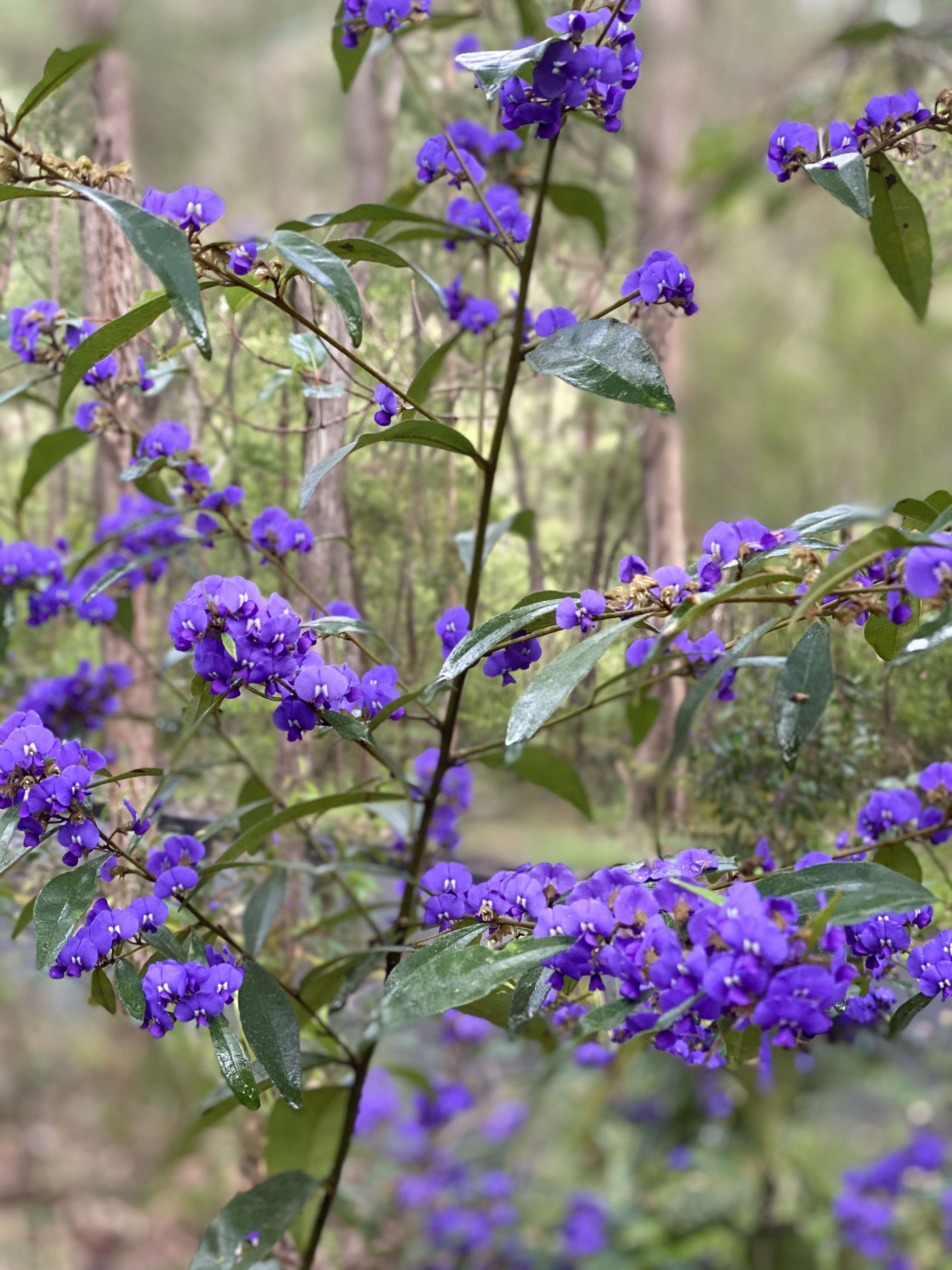 Image of Hardenbergia