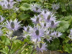 Eryngium alpinum L. resmi