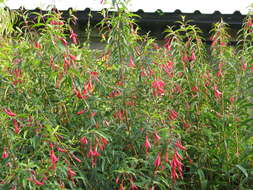 Image of Fuchsia hatschbachii P. E. Berry