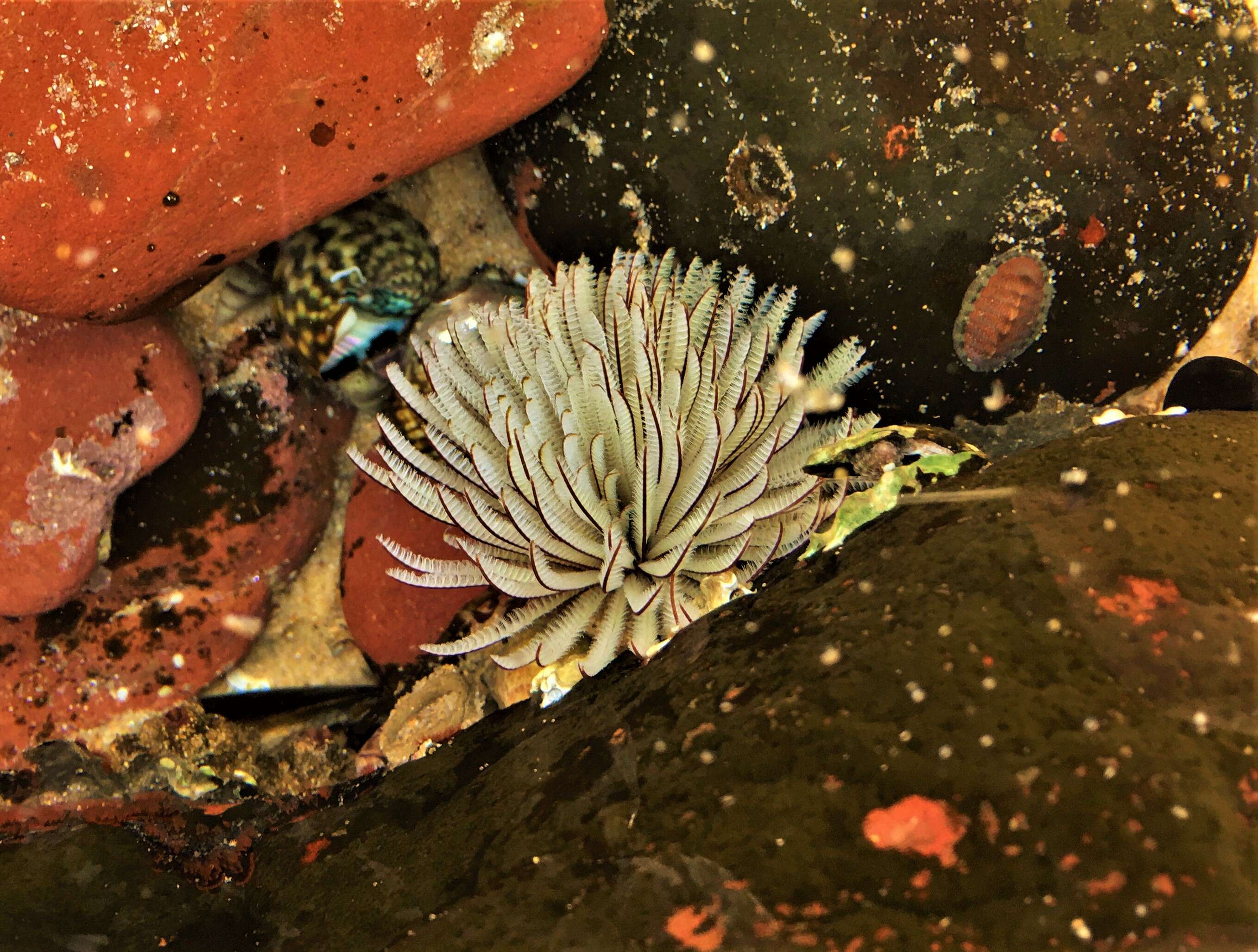 Image of Feather Duster Worms