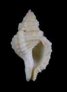 Image of Ranularia sinensis