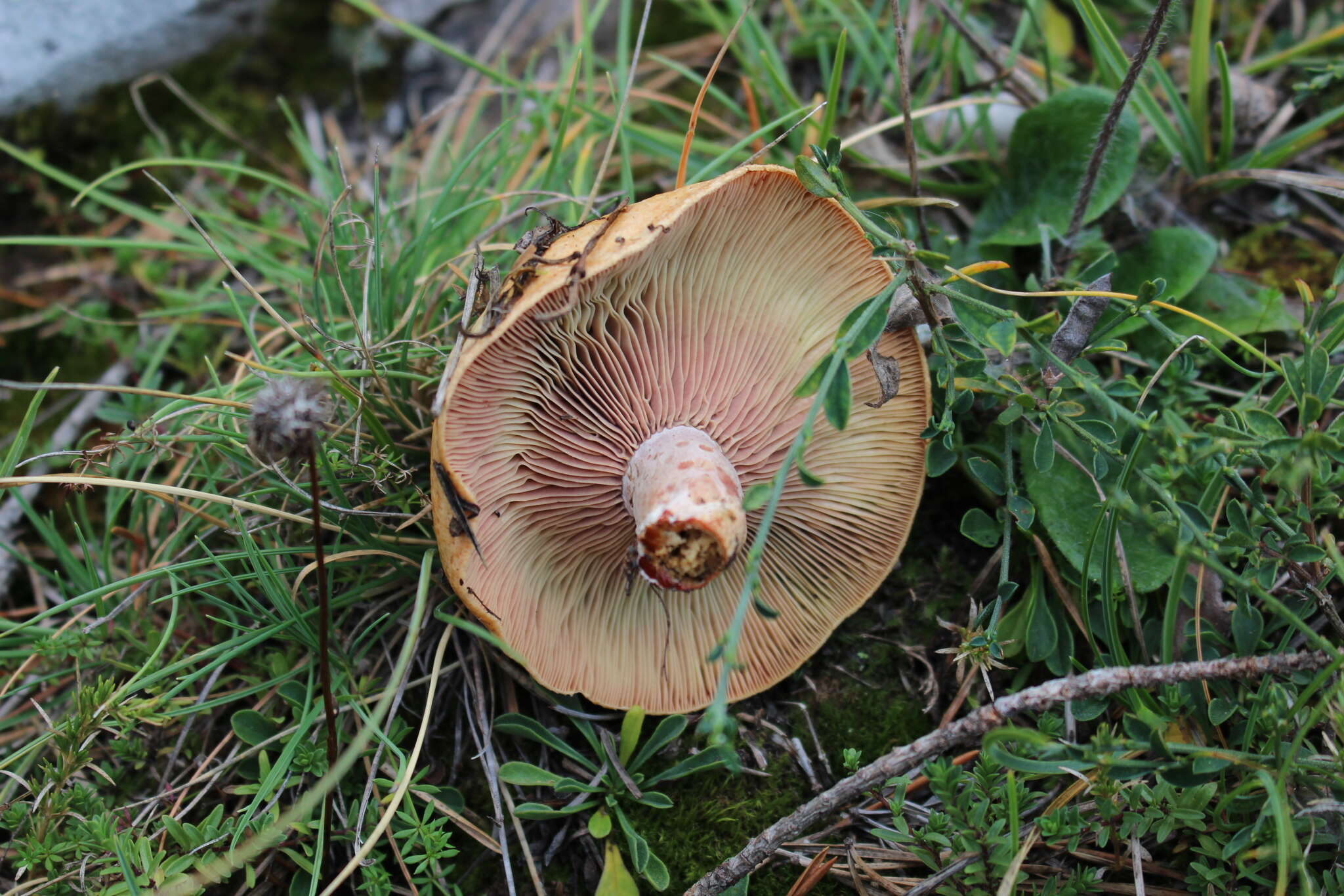 Imagem de Lactarius sanguifluus (Paulet) Fr. 1838