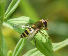 Plancia ëd Syrphus ribesii (Linnaeus 1758)