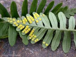 Image de Polypodium cambricum L.