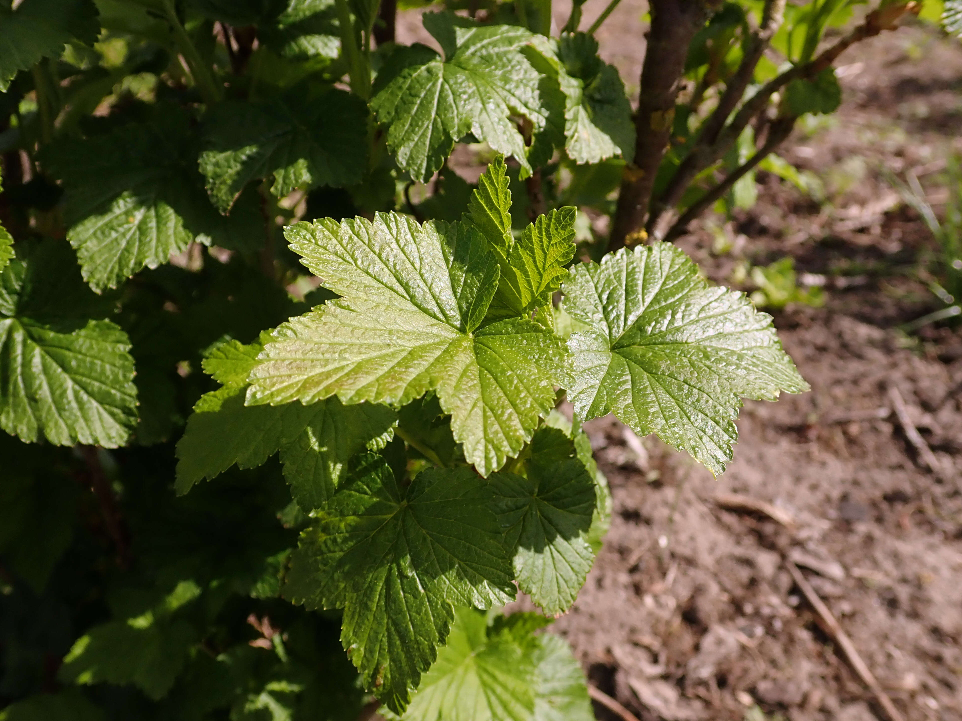 Image of Black Currant