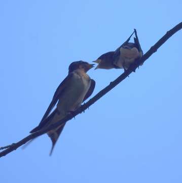 Image of Hirundo Linnaeus 1758