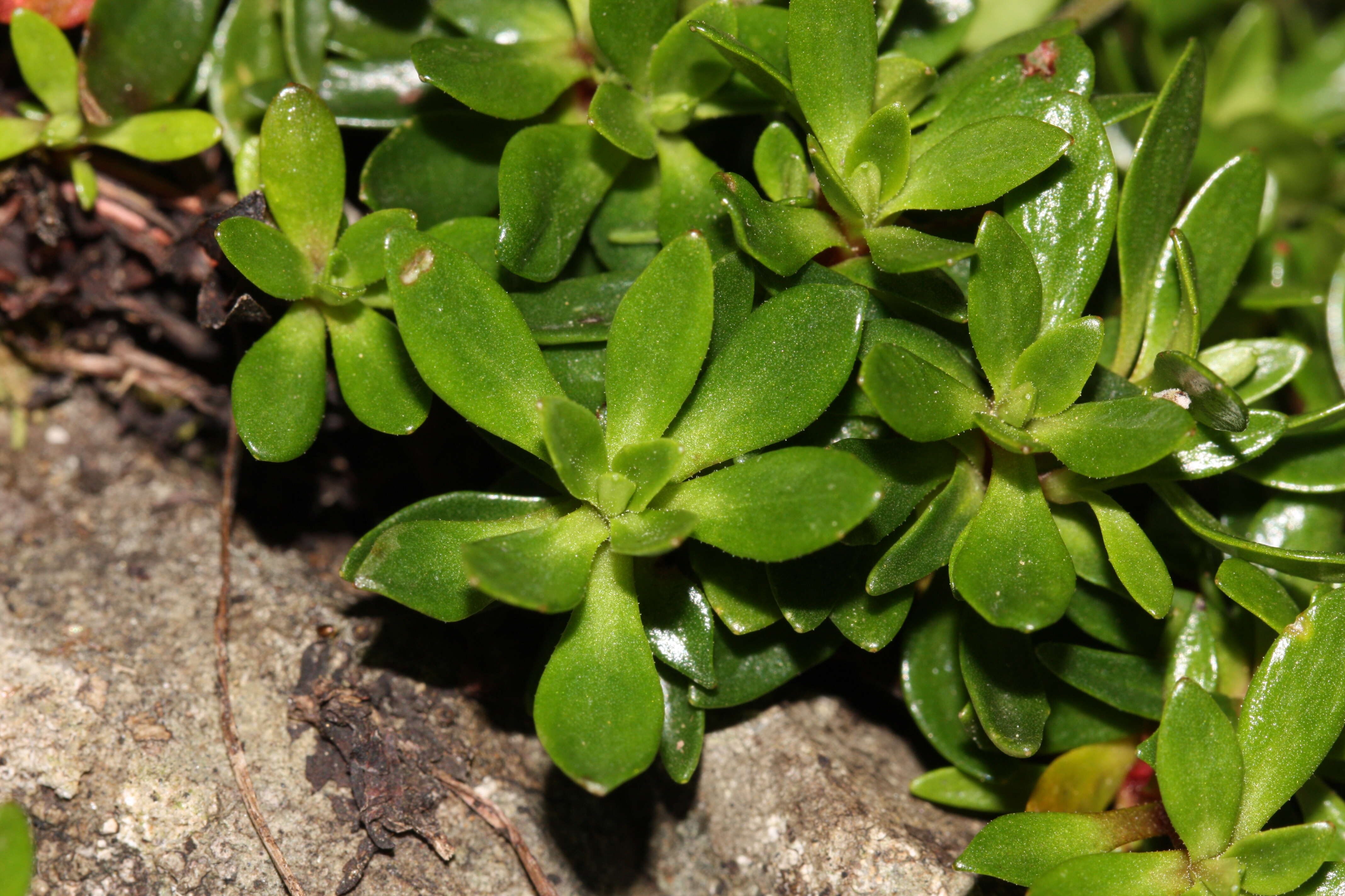 Image of cliff dwarf-primrose