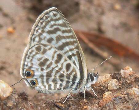 Image of Leptotes