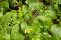 صورة Ageratina adenophora (Spreng.) R. King & H. Rob.