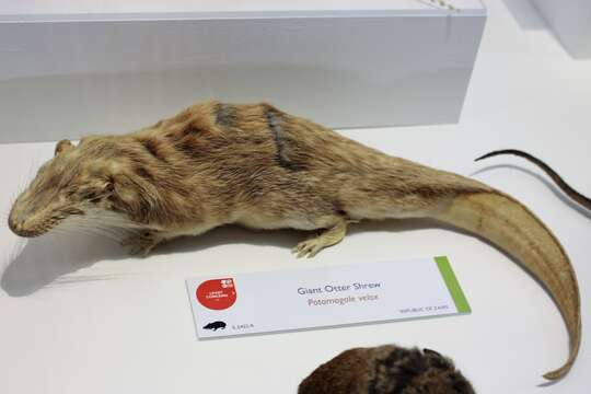 Image of Giant otter shrews