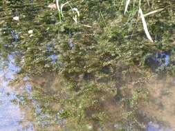 Image of western waterweed