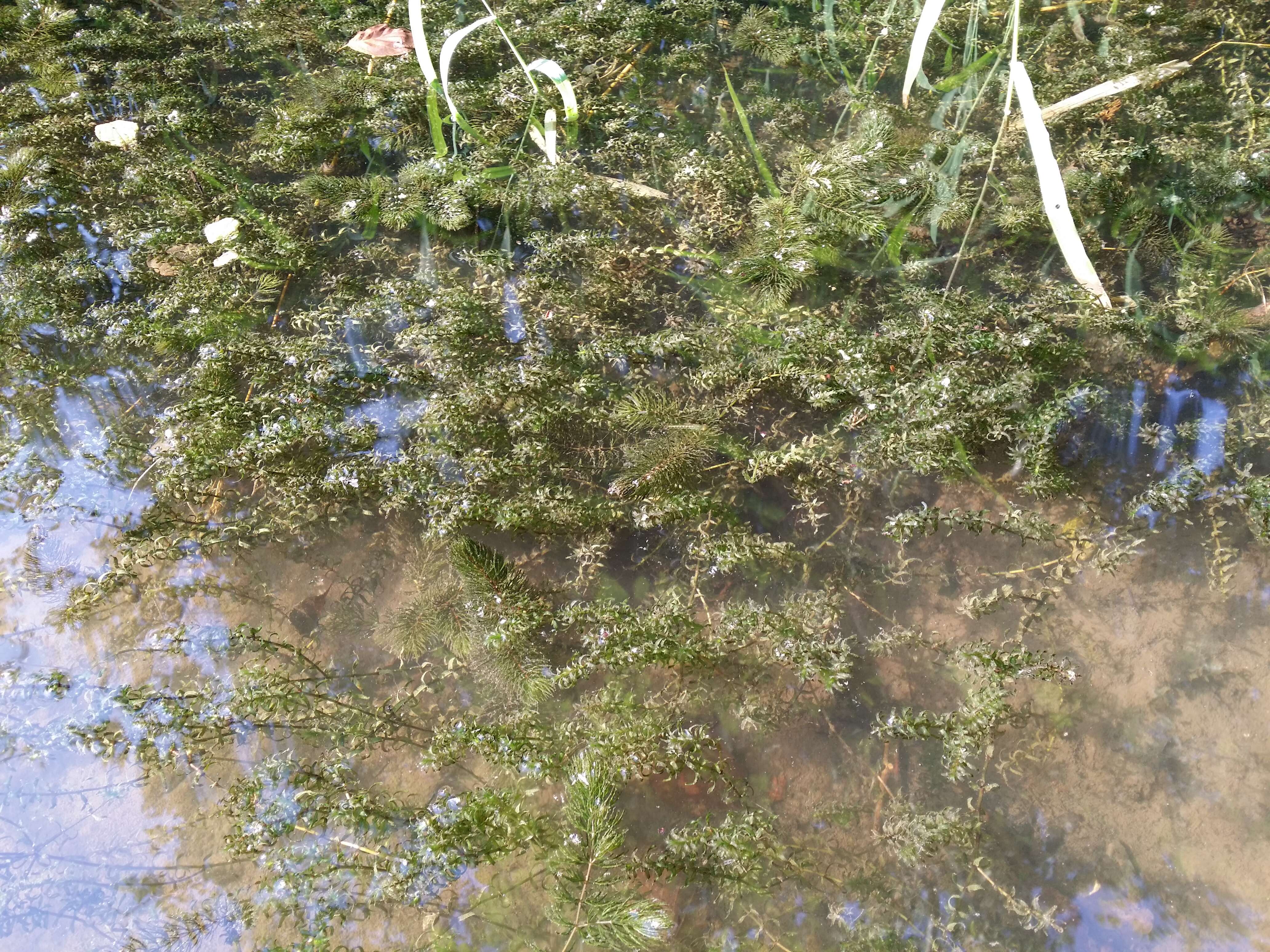 Image of western waterweed