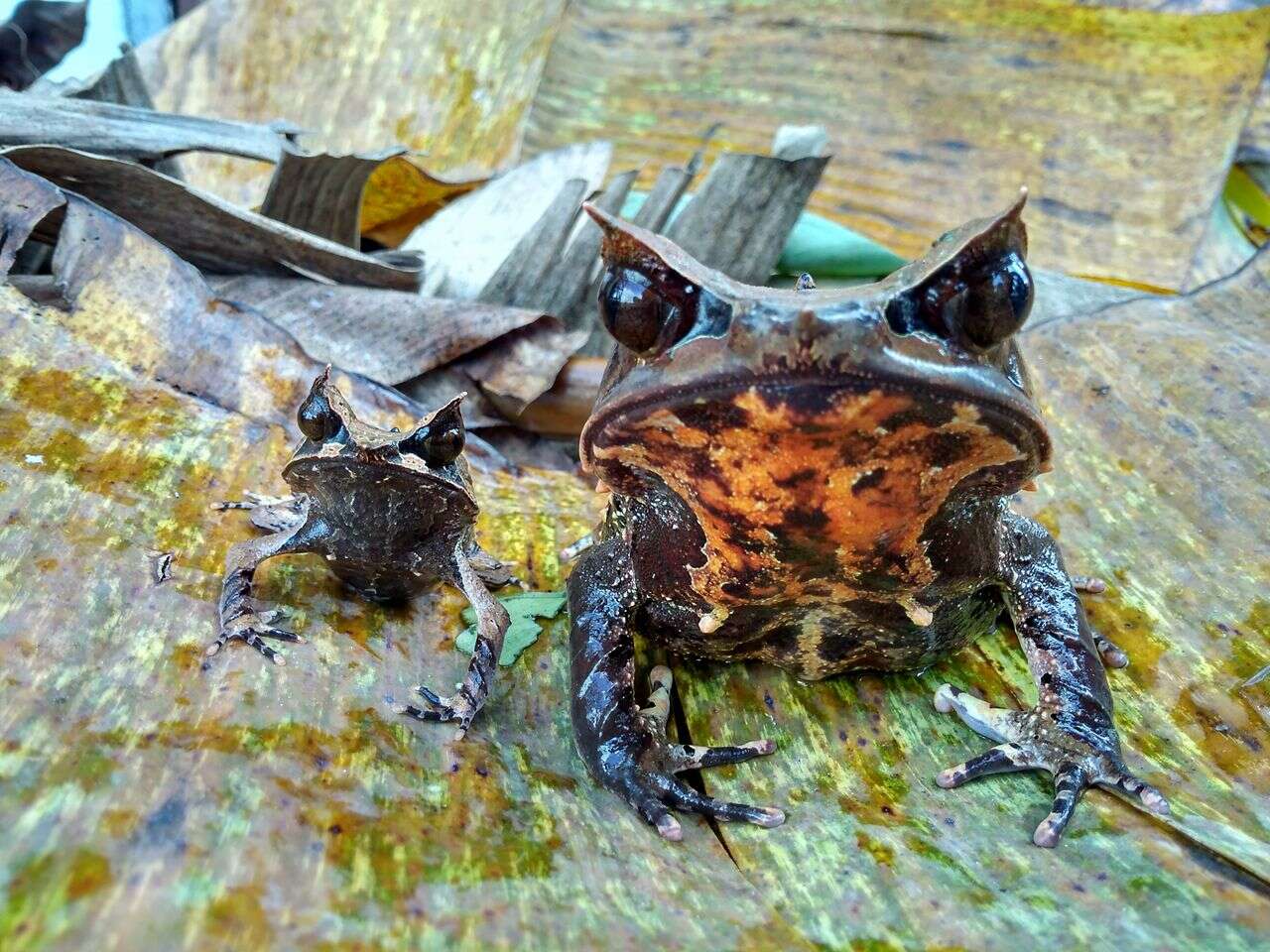 Image of Borneon Horned Frog