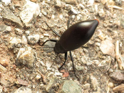 Image of Eleodes (Xysta) longicollis Le Conte 1851