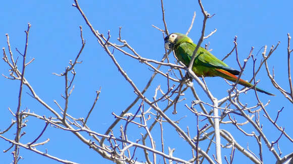 Image of Golden-collared Macaw